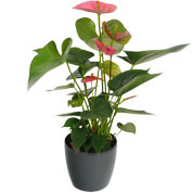 Anthurium pink   Antracite Cachepot